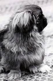 Black And White Pekingese Pin On Pekingese
