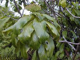 Image result for Volusia amboinensis