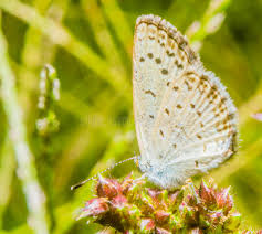 Check spelling or type a new query. 836 Closeup Small White Butterfly Brown Spots Photos Free Royalty Free Stock Photos From Dreamstime