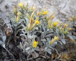 Image result for Dicoma arenaria