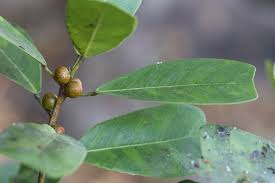 Image result for Ficus craterostoma