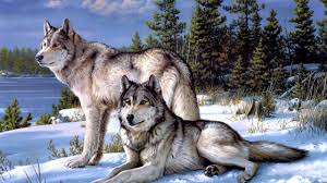 We've gathered more than 5 million images uploaded by our users and sorted them by the most popular ones. 57 Cool Pictures Of Wolves