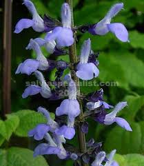 Image result for Polystachya fallax