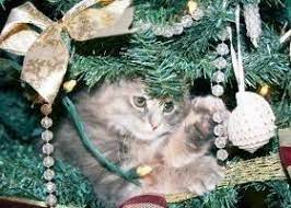 Responsible Pet Ownership Blog How To Keep Cats Out Of The Christmas Tree Christmas Cats Christmas Animals Cats