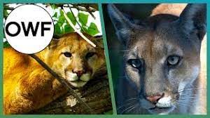 Panthers and pumas have been reported across britain for several decades. Cougar Panther What S The Difference One Wild Fact Earth Unplugged Youtube