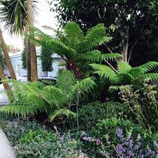 A Dalkey Front Garden Working Those Tree Ferns Ferns Iloveplants Treefern Dicksoniaant Ferns Garden Landscape Lighting Landscape Lighting Kits