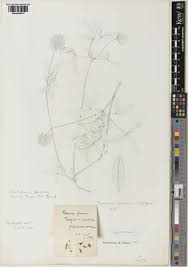 Image result for Trifolium squarrosum