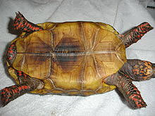 Red Footed Tortoise Wikipedia