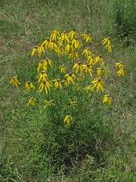 Image result for Cineraria pinnata