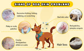 Image result for scabies dog ear