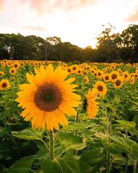 Ballarat Sunflower Fields Sunflower Fields Sunflower Pictures Flowers