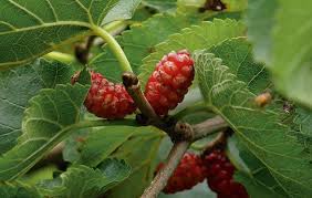 The fruits, while they are. How To Get More Fruit From A Mulberry Tree The Field