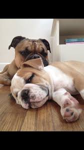 One Of My Favorites Of Zoey And Cooper Fluffy Puppies Bulldog Puppies Bulldog Breeds
