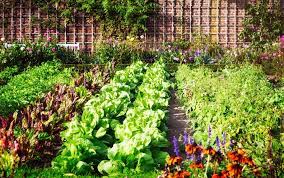Juli 2021biogärtner karl ploberger präsentiert einen kunstvollen garten in niederösterreich, zeigt, wie man richtig gießt,. Gemuse Im Garten 4 Aufgaben Im Juli