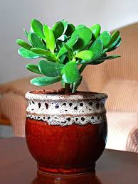 There are a few key places where you can set a jade plant. Feng Shui Good Luck Crassula Ovata Jade Plant In Brown Drip Ceramic Po Rollingnature