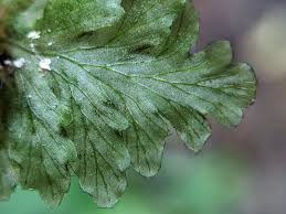 Image result for Didymoglossum