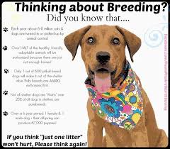 Pin On Dogs