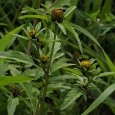 Image result for Porphyrostemma grantii