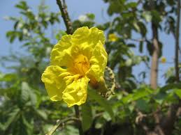Image result for Markhamia lutea