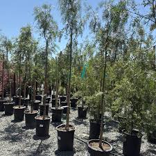 Image result for Schinus molle