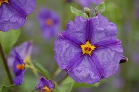 Image result for Lycianthes rantonnetii