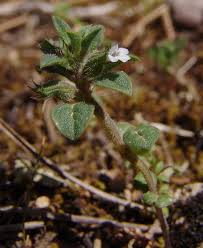Image result for Clinopodium uhligii