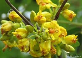 Image result for Caesalpinia ferrea