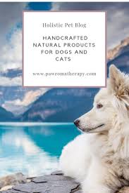 By raising immunity with colloidal silver for pets as well as educating. Holistic Pet Blog And Handcrafted Organic Products For Pets Natural Holistic Organic Naturalpetproducts Pe Holistic Pet Holistic Dog Holistic Pet Care
