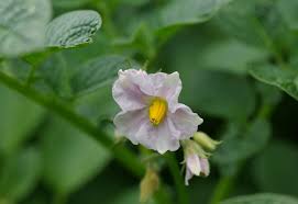 Image result for Solanum giganteum