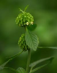 Image result for Leucas deflexa