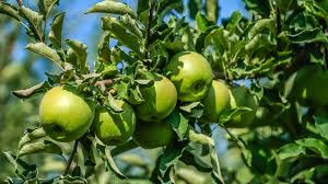Image result for Granny Smith