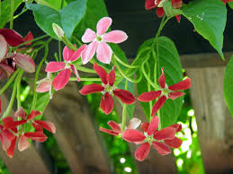 Image result for Quisqualis