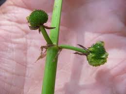 Image result for Fuirena sagittata