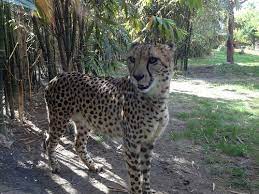 Cheetah Zoo Animals Bush Garden Bush Garden Florida