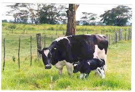 31' by 31' (961 sq ft) shade area (approximately 65 head of cattle assuming 15 sq ft of shade required per head). Cattle New With Animal Welfare Standards Infonet Biovision Home
