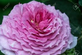 Perennials, for boquet, peonies, different, calla lily, orchids, names of, spring, summer, tulip, iris, for garden, arrangements. Different Flowers And Plants In Flower Dome In Singapore Flowers Stock Photo Picture And Royalty Free Image Image 89396147