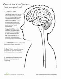 Inside Out Anatomy The Brain Worksheet Education Com Life Science Middle School Middle School Life Life Science