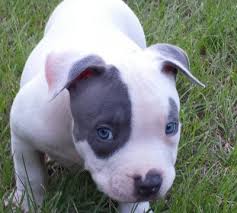Pitbull puppies, or commonly known as the 'bully puppy,' are loving, trusting, and a bundle full of energy. Available American Bully Puppies Premium Pitbull