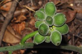 Image result for Pyrenacantha