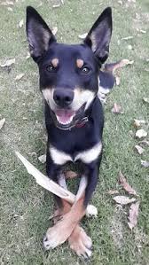 Adopt red a australian kelpie, rat terrier. 50 Australian Kelpies Ideas Australian Kelpie Australian Kelpie Dog Dogs