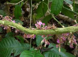 Image result for Gesneriaceae