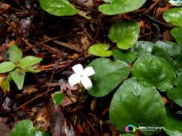 Image result for Geophila repens