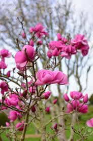 However, only a few flowers can tolerate the unpredictability of the weather, which brings us to april flowers in india! Magnolia Flowers Blooming In Late Winter In Botanic Gardens Auckland In New Zealand Stock Photo Picture And Royalty Free Image Image 89607701