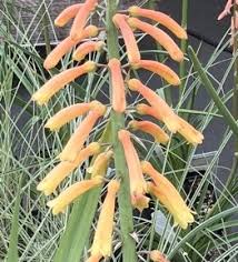 Image result for Kniphofia thomsonii
