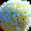 باللون الأزرق المائل الي اللون البنفسجي المميز. Https Encrypted Tbn0 Gstatic Com Images Q Tbn And9gcq2 Rv00vbkobytcswx9xfhtnkwniwjdhrkym Ikziswhbhj F9 Usqp Cau