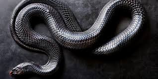 Image result for snake