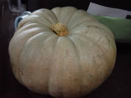 We did not find results for: 10 Very Unique Varieties Of Winter Squash Delishably
