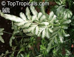 Image result for Pteris similis