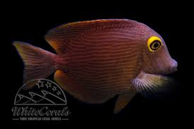 Image result for Oxyanthus strigosus