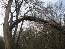 One demonstrating how to use the exploding box for scrapbooking/memory keeping and the other. Exploding Tree Wikipedia